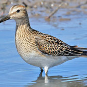 Pectoral Sandpiper